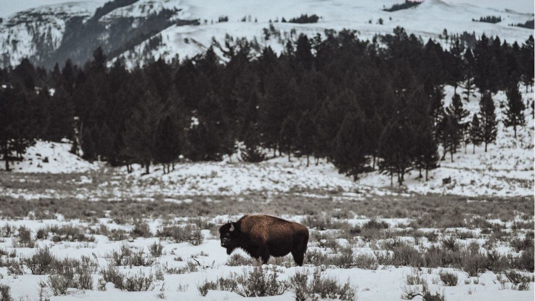 Yellowstone-winter