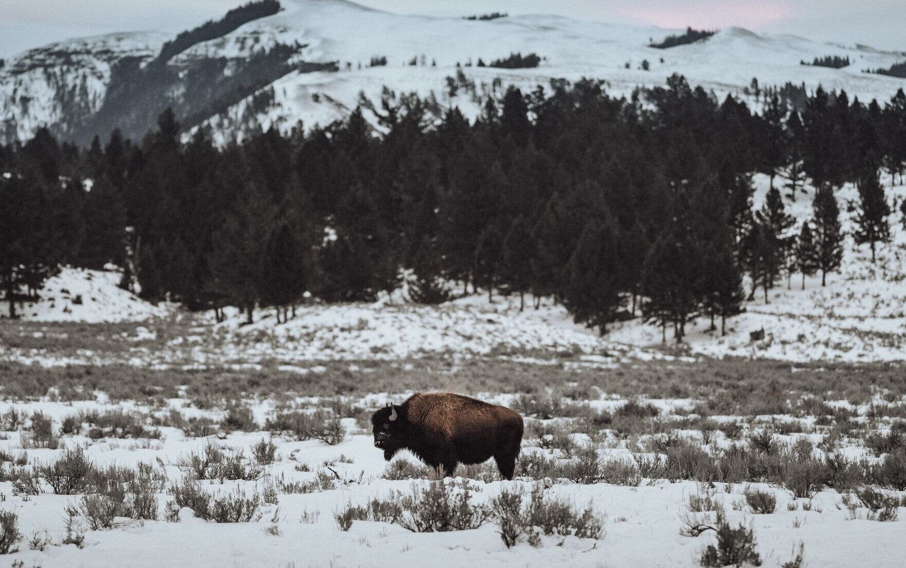 Yellowstone-winter
